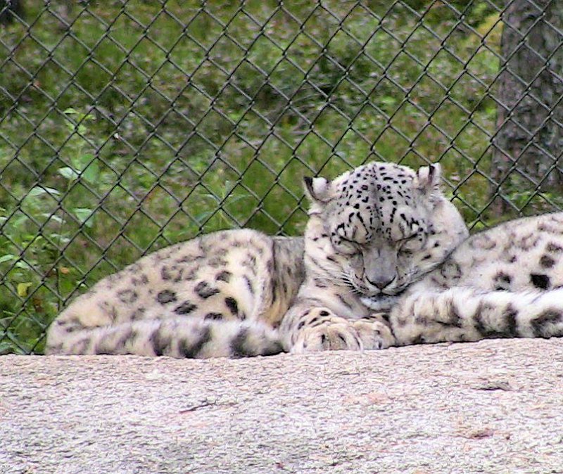 Bennas2010-0321.jpg - The Snow Leopard